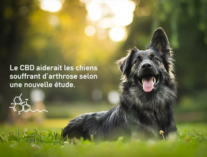 Le CBD aiderait les chiens souffrant d’arthrose selon une nouvelle étude.